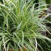 Carex morrowii "Vanilla Ice" 0.20 - 0.30 m
