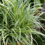 Carex morrowii "Vanilla Ice" 0.20 - 0.30 m