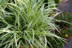 Carex morrowii "Vanilla Ice" 0.20 - 0.30 m