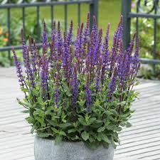 Salvia nemorosa 'Caradonna Compact'