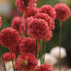 Armeria pseud. 'Ballerina Red'