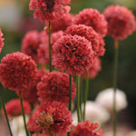 Armeria pseud. 'Ballerina Red'