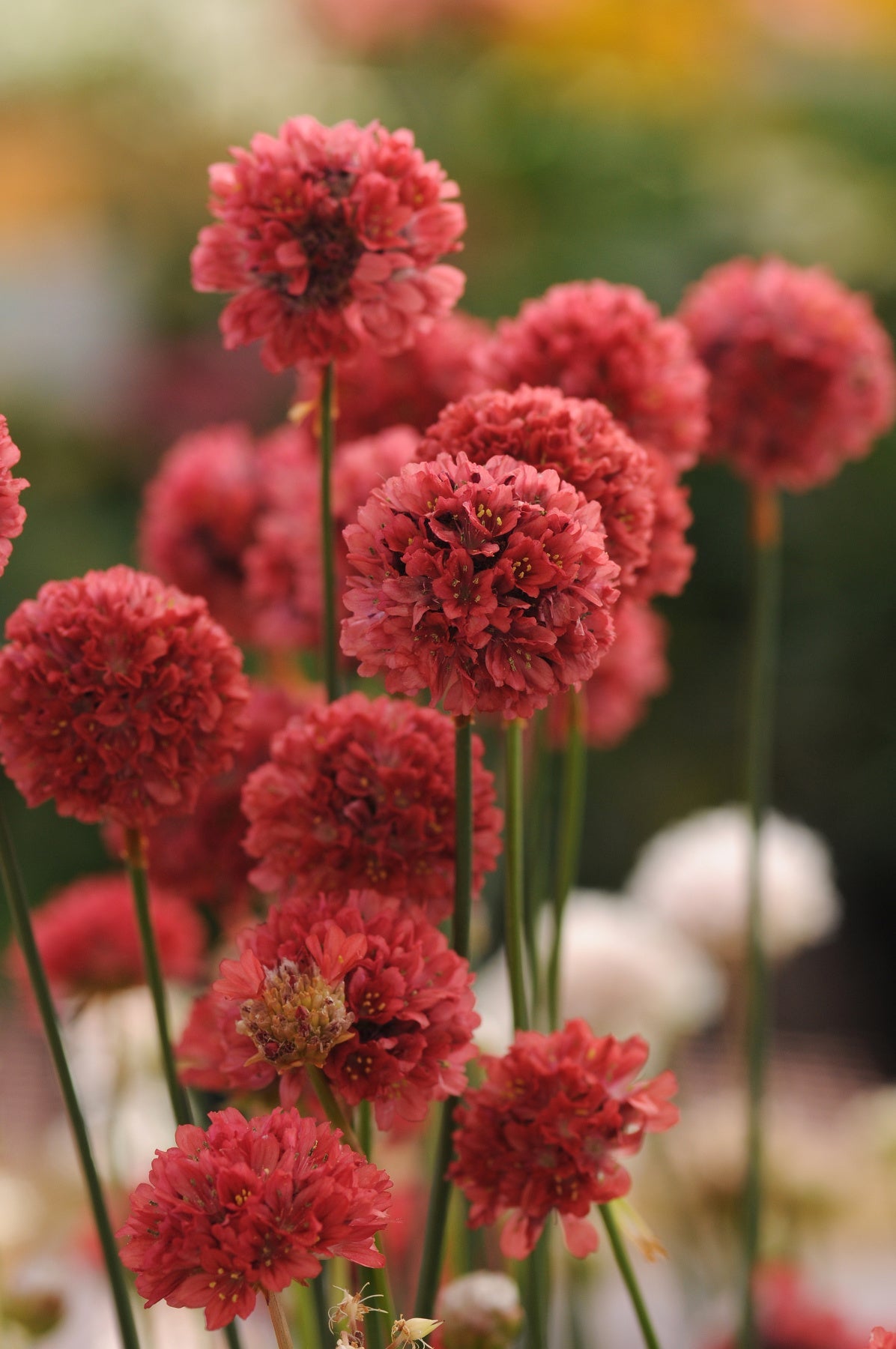 Armeria pseud. 'Ballerina Red'