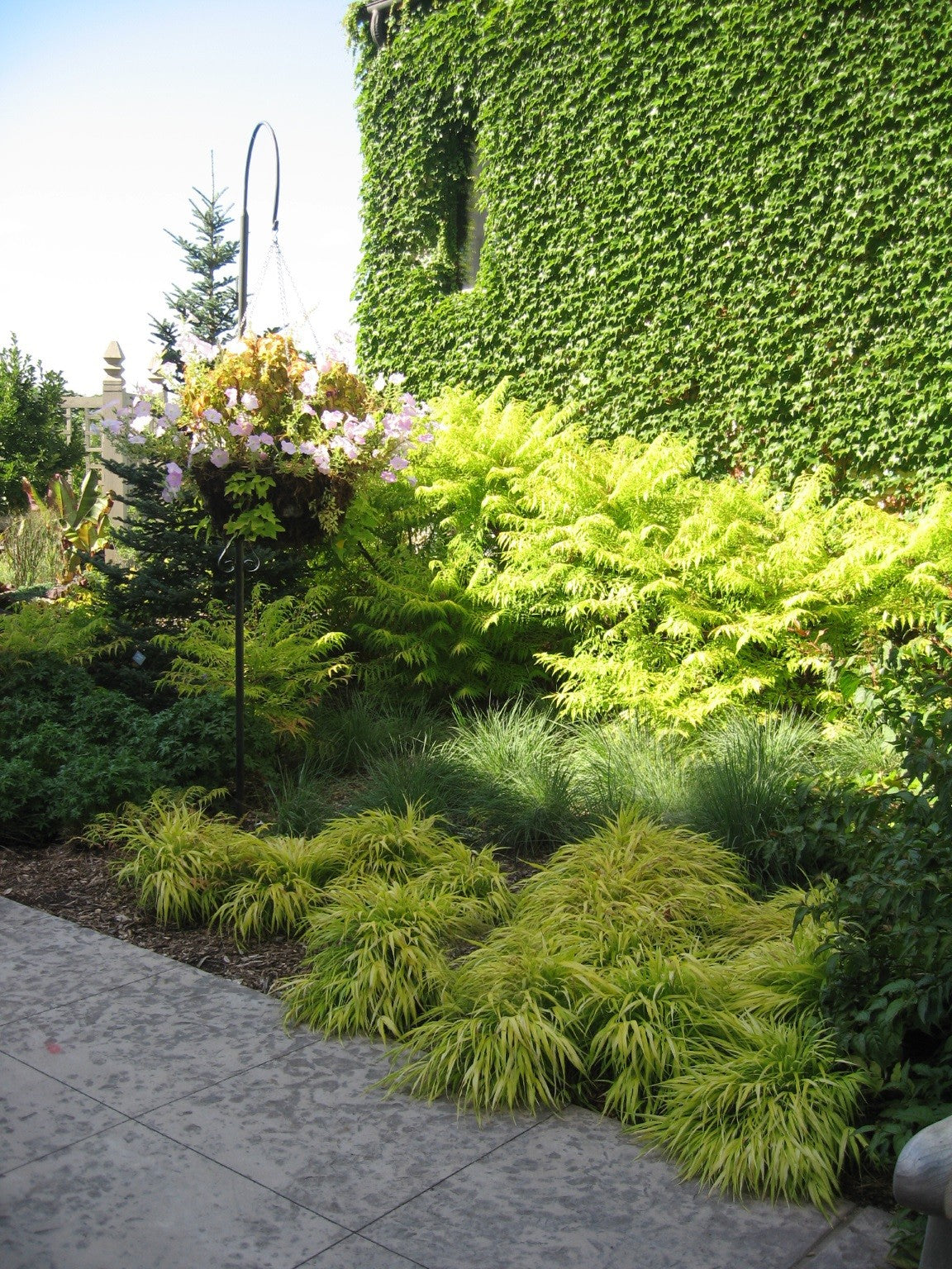 Hakonechloa macra "All Gold " 0.20 - 0.30 m /Hakonechloa macra "All Gold"/