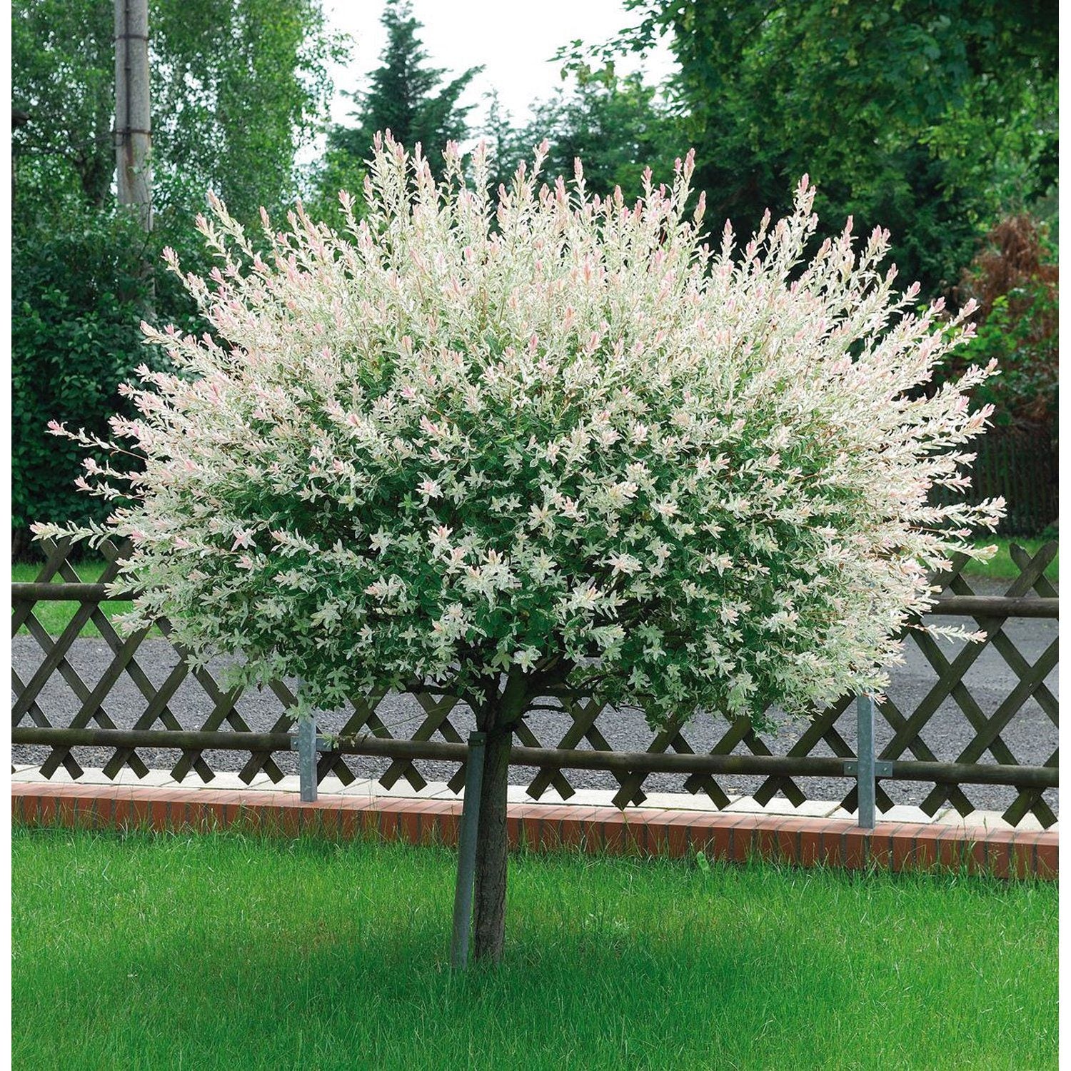 Salcie japoneza "Hakuro Nishiki"  1.30 - 1.50 m / Salix integra "Hakuro Nishiki"/