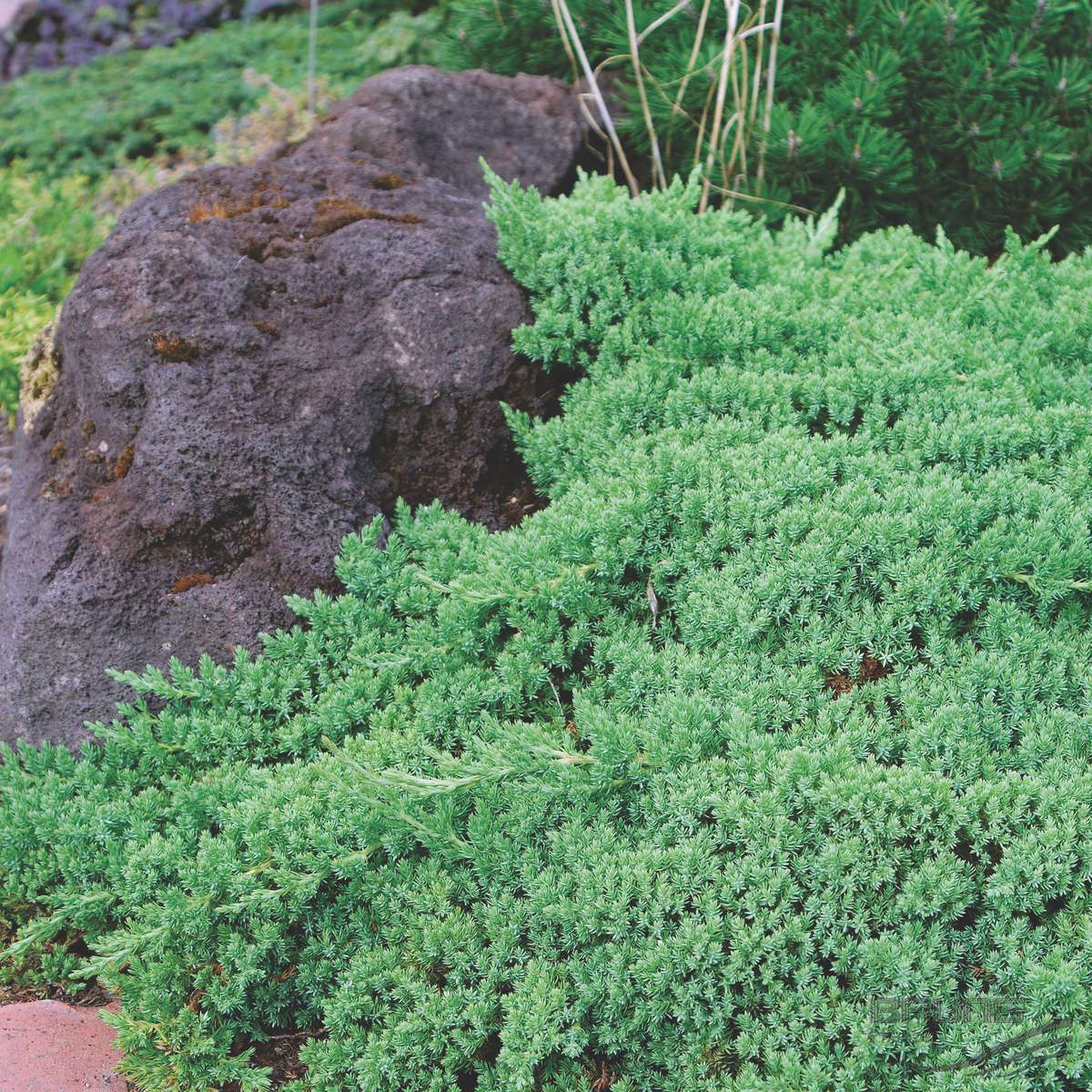 Ienupar acoperitor de sol pitic "Nana" / Juniperus  procumbens "Nana"/