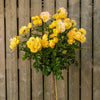 Trandafir pe picior "Lampion" 1.20 - 1.30 m (Rosa "Lampion")