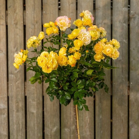 Trandafir pe picior "Lampion" 1.20 - 1.30 m (Rosa "Lampion")