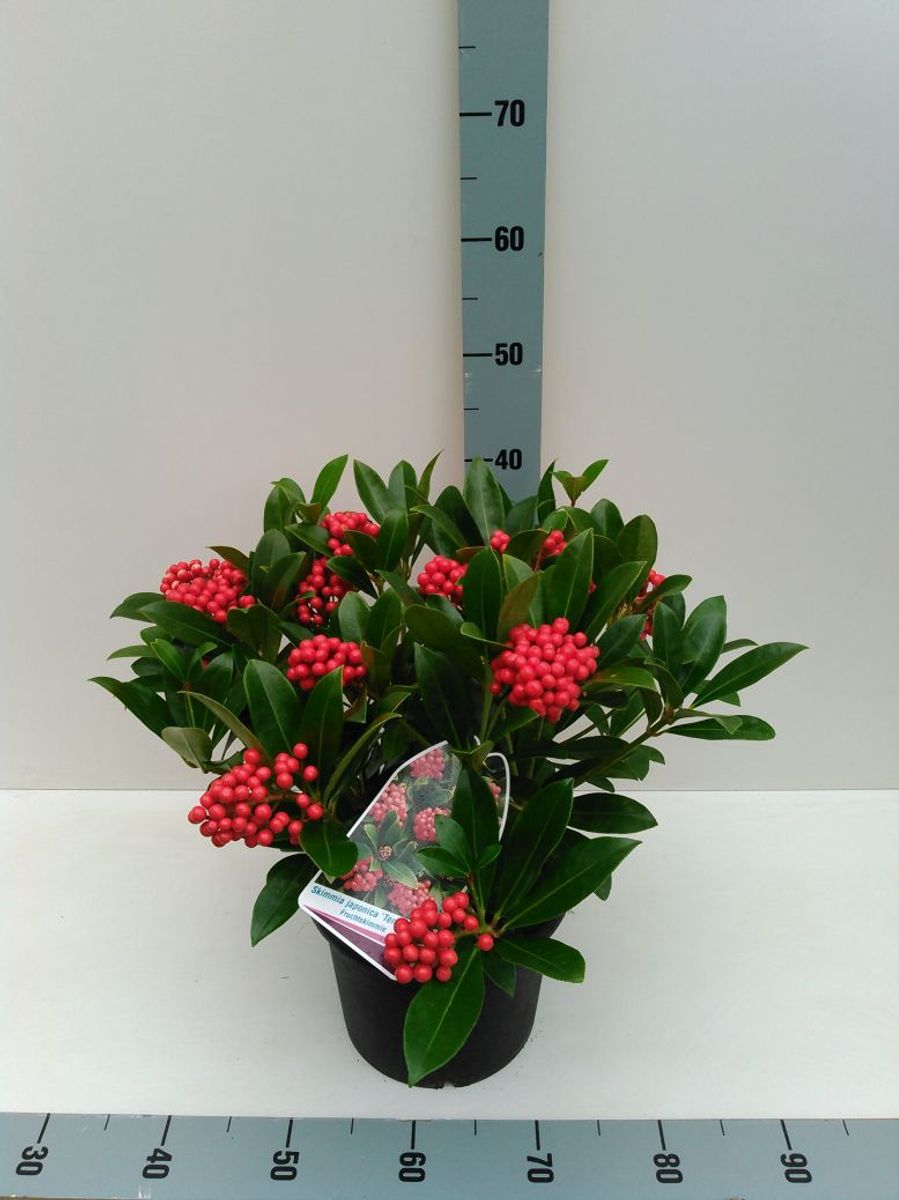 Liliac japonez "Temptation" 0.40 - 0.50 m / Skimmia japonica 'Temptation'/ - Gradina Noastra