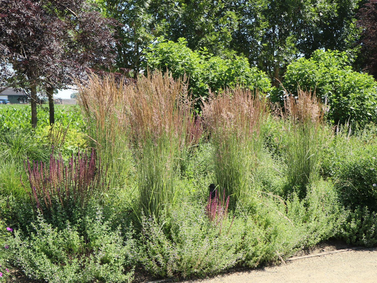 Molinia caerulea "Moorhexe" 0.10 - 0.20 m