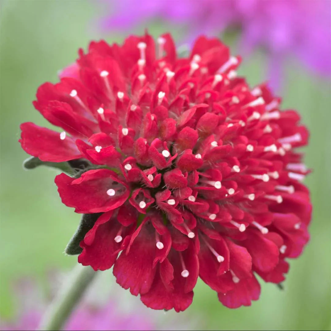 Knautia macedonica "Red Knight"