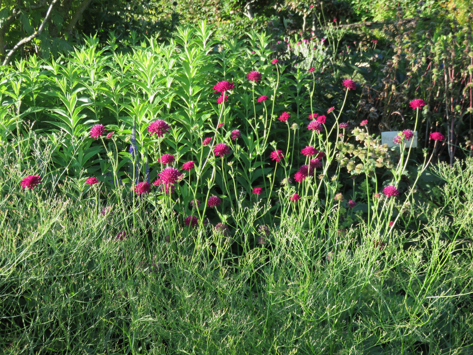 Knautia macedonica "Red Knight"