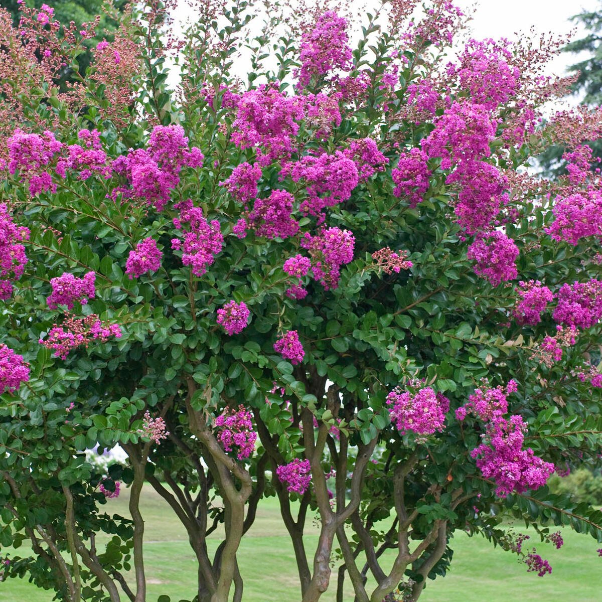 Liliac Indian "Violacea Grassi"  1.30 - 1.50 m / Lagerstroemia Indica "Violacea Grassi" / - Gradina Noastra