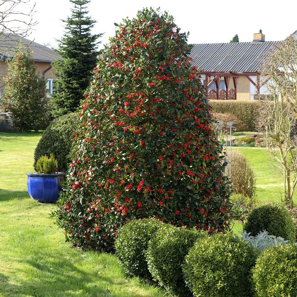 Ilex "Nellie R.Stevens" con / Ilex mutchagara "Nellie R.Stevens"/ by gradina-noastra