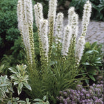 Liatris spicata "Alba"