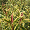 Lemn cainesc "Excelsum Superbum" 1.70 - 2.00 m / Ligustrum japonicum "Excelsum Superbum"/ gradina-noastra