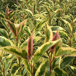 Lemn cainesc "Excelsum Superbum" 1.70 - 2.00 m / Ligustrum japonicum "Excelsum Superbum"/ gradina-noastra