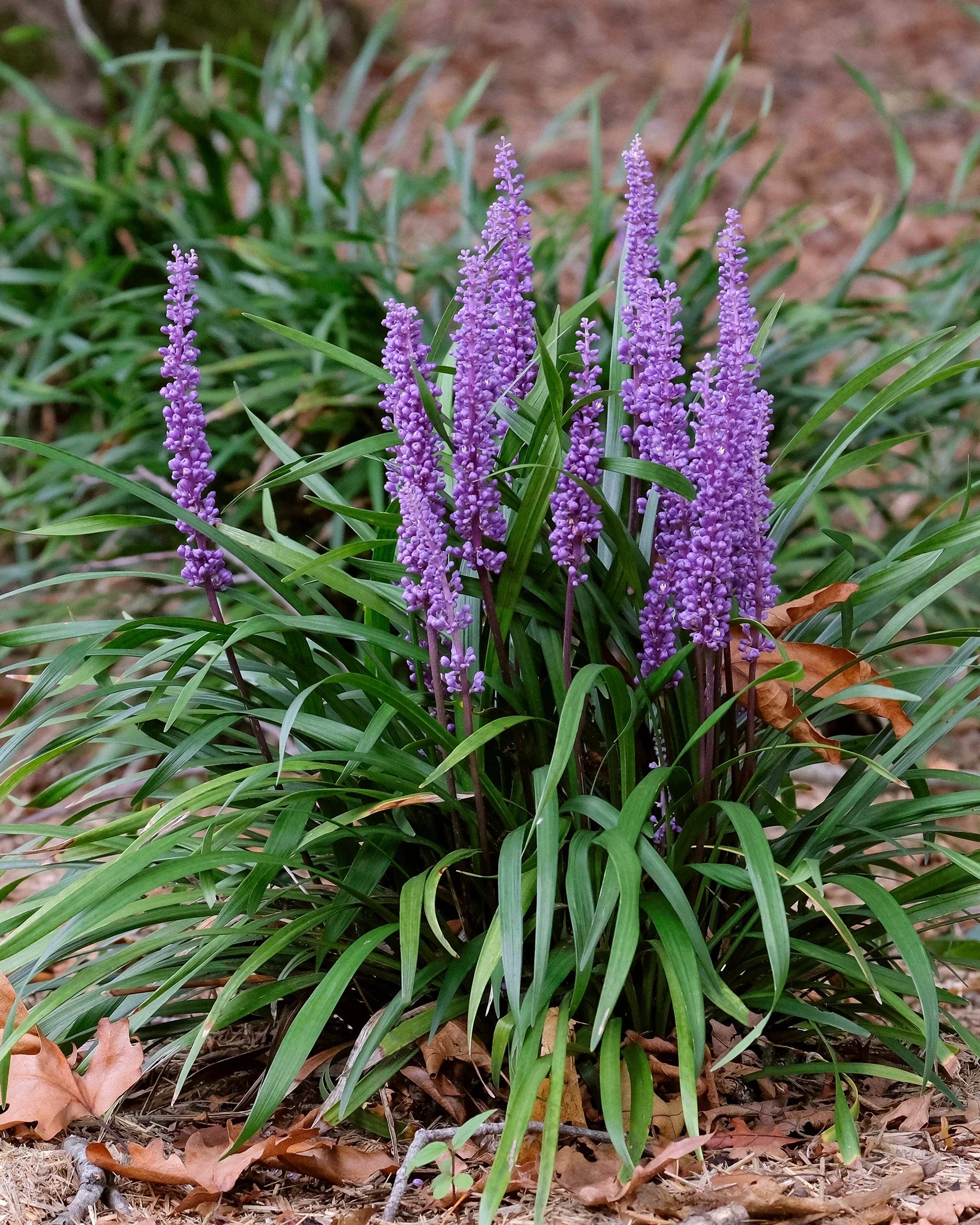 Liriope muscari "Royal Purple"