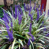 Liriope muscari "Okina"