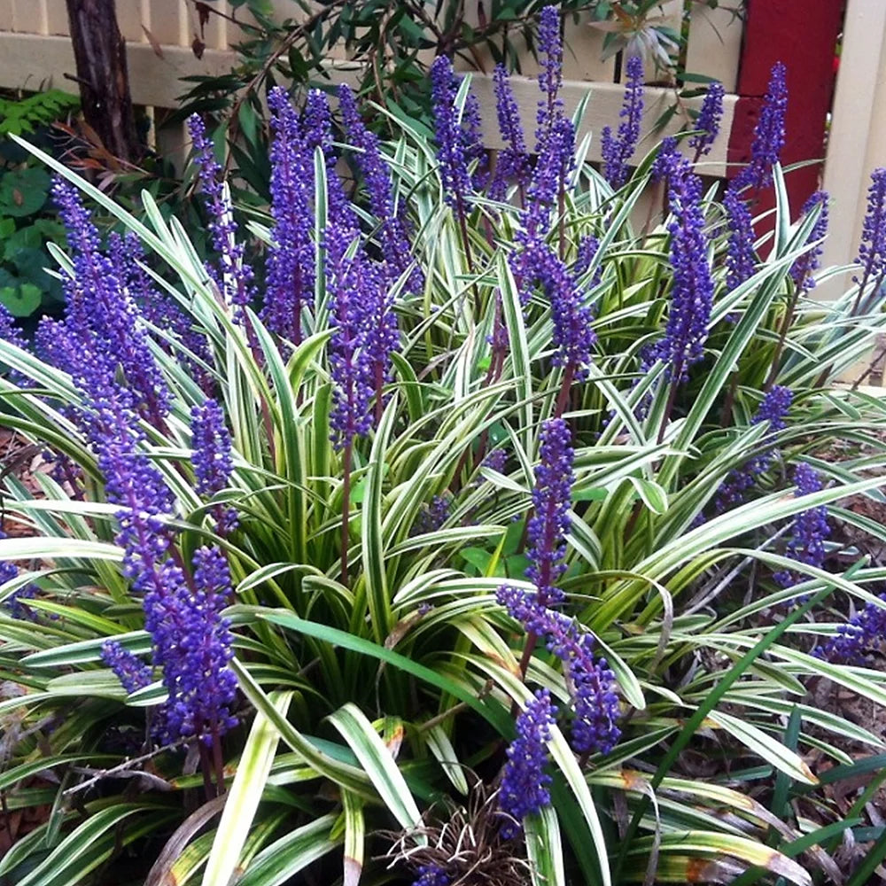 Liriope muscari "Okina"