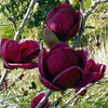Magnolia "Black Tulip" 2.00 - 2.50 m / Magnolia "Black Tulip"/ gradina-noastra