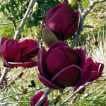 Magnolia "Black Tulip" 2.00 - 2.50 m / Magnolia "Black Tulip"/ gradina-noastra