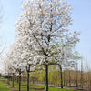 Magnolia stellata arbore  3.00 - 3.50 m / Magnolia stellata/ gradina-noastra