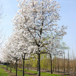 Magnolia stellata arbore  3.00 - 3.50 m / Magnolia stellata/ gradina-noastra