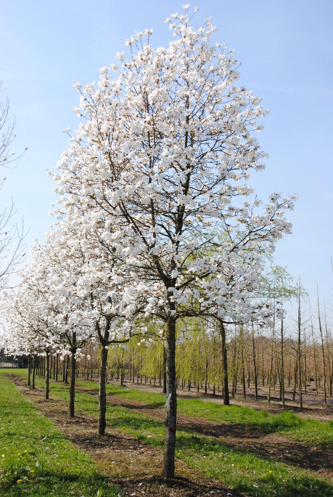 Magnolia stellata arbore  3.00 - 3.50 m / Magnolia stellata/ gradina-noastra