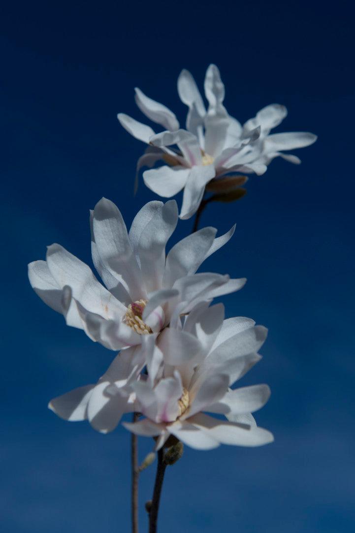 Magnolia stellata arbore  3.00 - 3.50 m / Magnolia stellata/ gradina-noastra