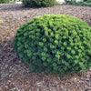 Pin pitic "Sherwood Compact" 0.20 - 0.25 m / Pinus mugo "Sherwood Compact"/