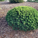 Pin pitic "Sherwood Compact" 0.20 - 0.25 m / Pinus mugo "Sherwood Compact"/