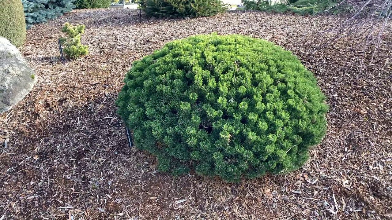 Pin pitic "Sherwood Compact" 0.20 - 0.25 m / Pinus mugo "Sherwood Compact"/