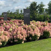 Hortensia paniculata Living Creation Mix/Buc / Hydrangea paniculata Living Creation Mix/ - Gradina Noastra