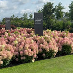 Hortensia paniculata Living Creation Mix/Buc / Hydrangea paniculata Living Creation Mix/ - Gradina Noastra