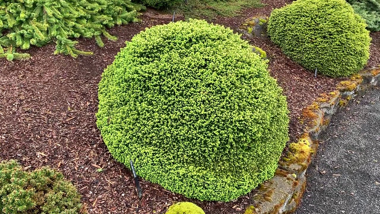Molid "Little Gem " / Picea abies 'Little Gem'/ - Gradina Noastra