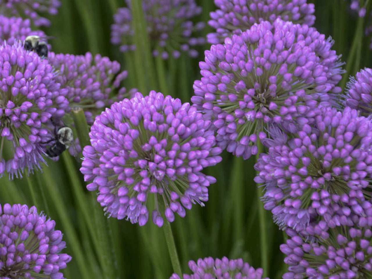 Allium"Millenium" 0.10 - 0.20 m