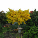 Arborele pagodelor "Mariken" 1.50 m / Ginko biloba "Mariken" / gradina-noastra