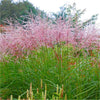 Iarba elefantului "Flamingo" 0.20 - 0.30 m /Miscanthus sinensis Flamingo/ - Gradina Noastra