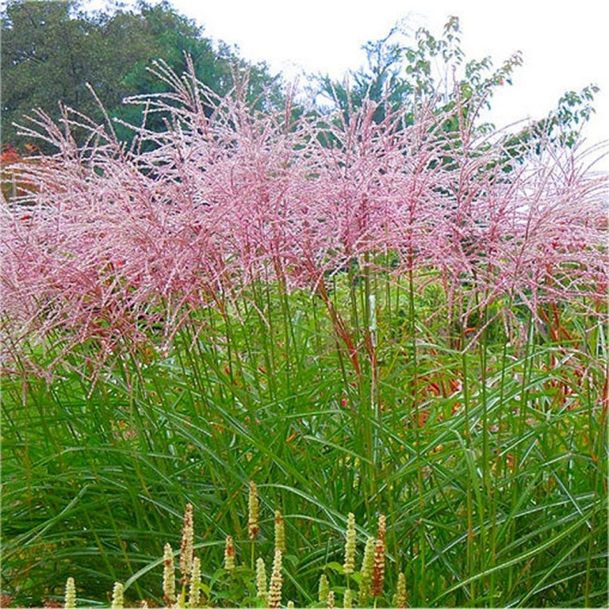 Iarba elefantului "Flamingo" 0.20 - 0.30 m /Miscanthus sinensis Flamingo/ - Gradina Noastra