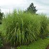 Iarba elefantului "Strictus" 0.20 - 0.30 m / Miscanthus sinensis "Strictus" /
