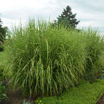 Iarba elefantului "Strictus" 0.20 - 0.30 m / Miscanthus sinensis "Strictus" /