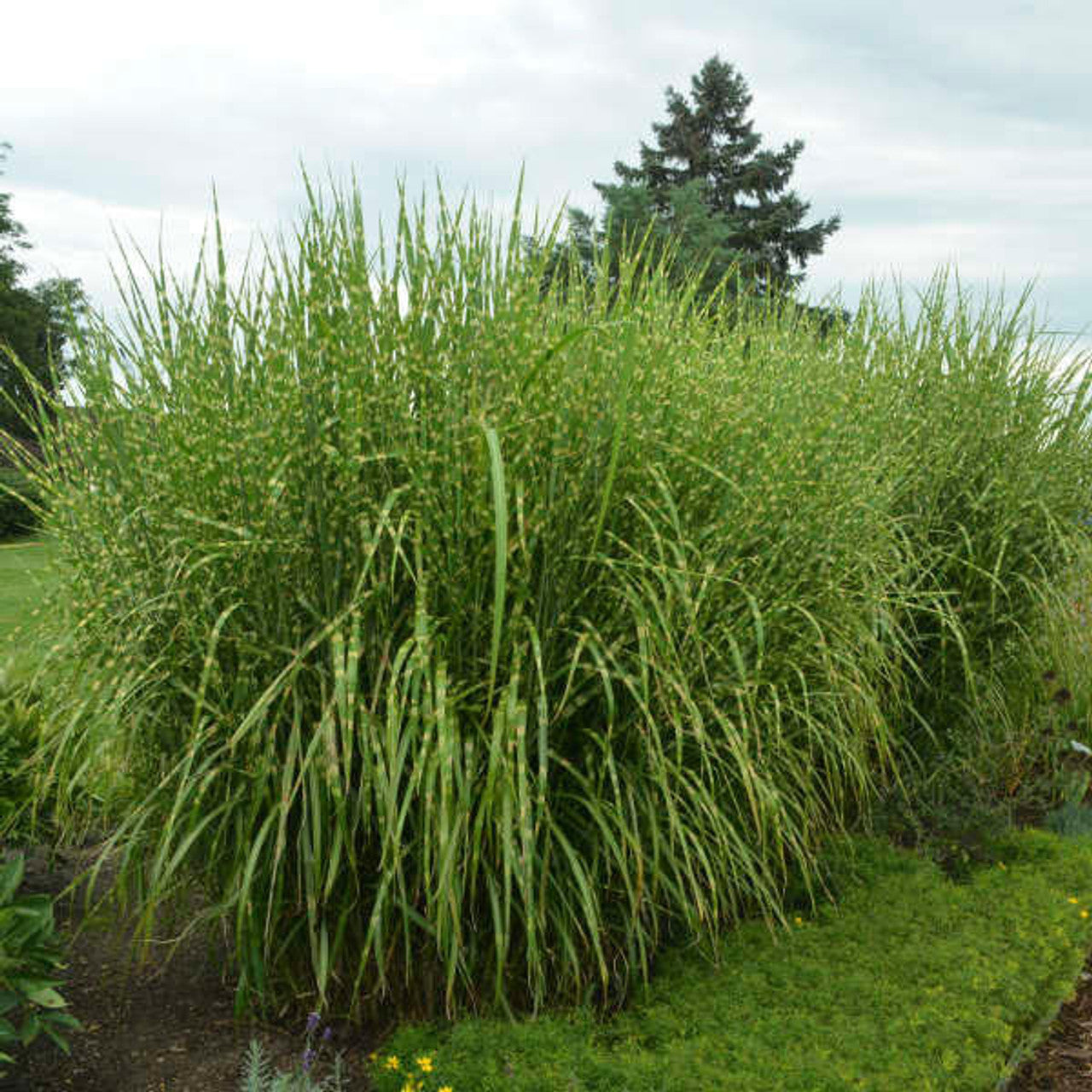 Iarba elefantului "Strictus" 0.20 - 0.30 m / Miscanthus sinensis "Strictus" /