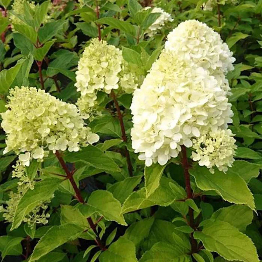Hortensia paniculata "Mojito" / Hydrangea paniculata "Mojito" / by gradina-noastra