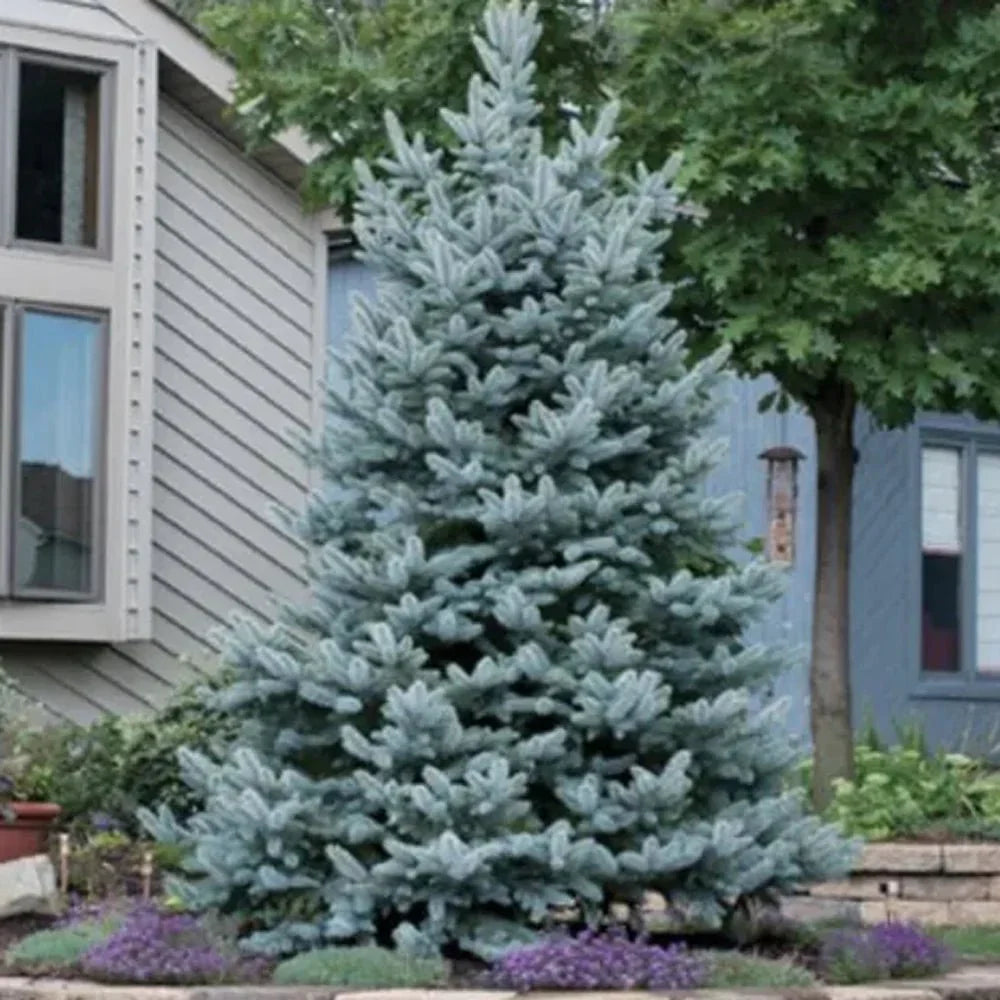 Molid argintiu "Super Blue" 0.50 - 0.60 m / Picea pungens picea "Super Blue"/