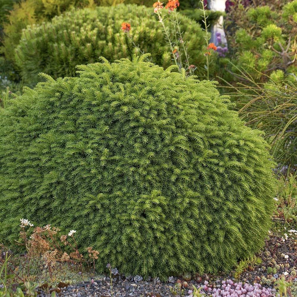 Molid "Little Gem " / Picea abies 'Little Gem'/ - Gradina Noastra