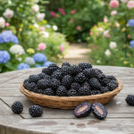 Mur 'Black Satin' / Rubus fr. 'Black Satin'/ - Gradina Noastra