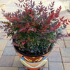 Bambus sfant " Gulf Stream" / Nandina domestica "Gulf Stream"/ - Gradina Noastra