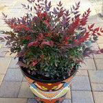Bambus sfant " Gulf Stream" / Nandina domestica "Gulf Stream"/ - Gradina Noastra