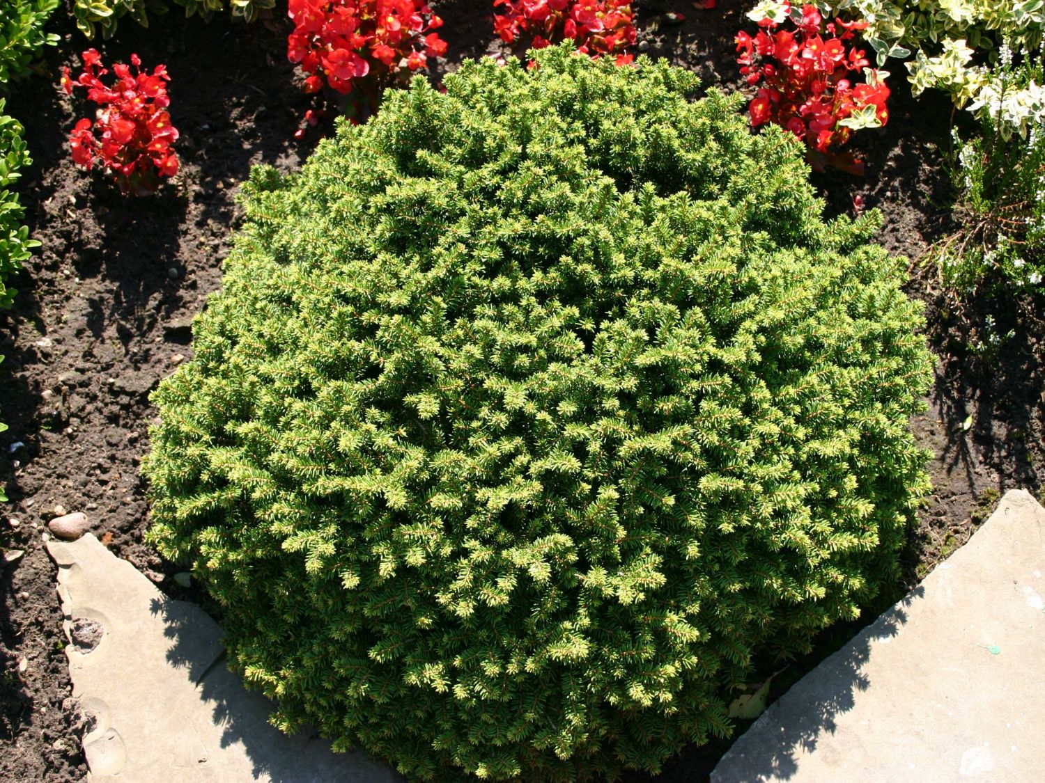 Molid "Little Gem " / Picea abies 'Little Gem'/ - Gradina Noastra